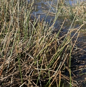 Eleocharis sphacelata at Bendoura, NSW - 30 Sep 2023