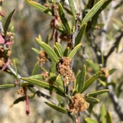 Acacia siculiformis (Dagger Wattle) at Bendoura, NSW - 30 Sep 2023 by JaneR