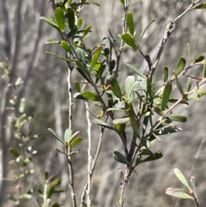 Leptospermum obovatum at Bendoura, NSW - 30 Sep 2023