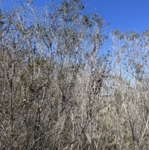 Leptospermum obovatum at Bendoura, NSW - 30 Sep 2023