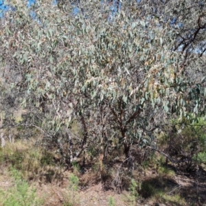 Eucalyptus dives at Symonston, ACT - 1 Oct 2023 11:19 AM