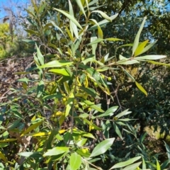 Olea europaea subsp. cuspidata (African Olive) at Red Hill, ACT - 1 Oct 2023 by Mike