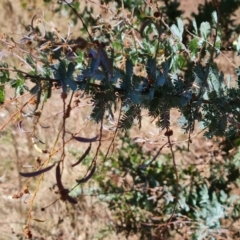 Acacia baileyana at Red Hill, ACT - 1 Oct 2023