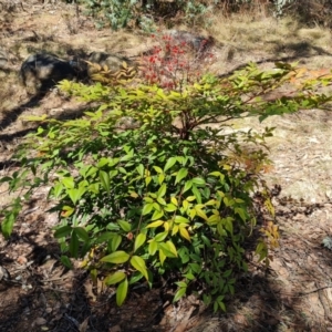 Nandina domestica at Red Hill, ACT - 1 Oct 2023