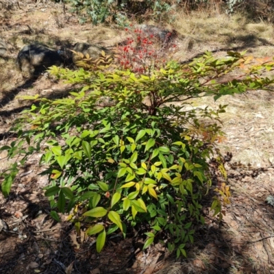 Nandina domestica (Sacred Bamboo) at Red Hill, ACT - 1 Oct 2023 by Mike