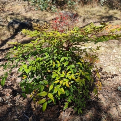 Nandina domestica (Sacred Bamboo) at Red Hill, ACT - 30 Sep 2023 by Mike