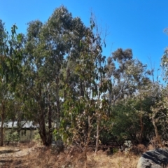 Eucalyptus globulus subsp. bicostata (Southern Blue Gum, Eurabbie) at Red Hill, ACT - 1 Oct 2023 by Mike