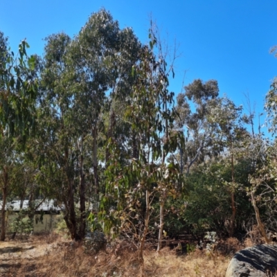 Eucalyptus globulus subsp. bicostata (Southern Blue Gum, Eurabbie) at Red Hill, ACT - 30 Sep 2023 by Mike