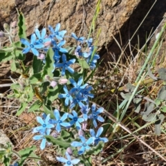 Oxypetalum coeruleum (Tweedia or Southern Star) at Red Hill, ACT - 1 Oct 2023 by Mike