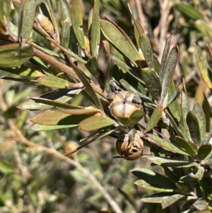 Leptospermum lanigerum at Bendoura, NSW - 30 Sep 2023