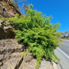 Ulmus parvifolia (Chinese Elm) at Red Hill, ACT - 1 Oct 2023 by Mike