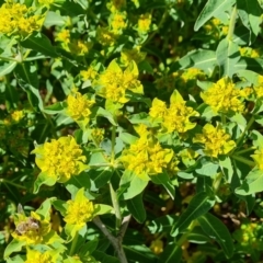 Euphorbia oblongata (Egg-leaf Spurge) at Red Hill, ACT - 1 Oct 2023 by Mike