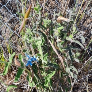 Oxypetalum coeruleum at Symonston, ACT - 1 Oct 2023