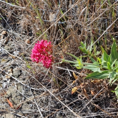 Centranthus ruber (Red Valerian, Kiss-me-quick, Jupiter's Beard) at Symonston, ACT - 1 Oct 2023 by Mike