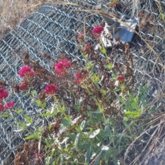 Centranthus ruber at Symonston, ACT - 1 Oct 2023 10:12 AM