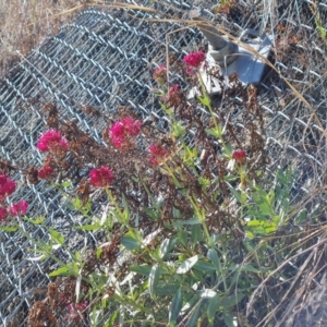 Centranthus ruber at Symonston, ACT - 1 Oct 2023 10:12 AM