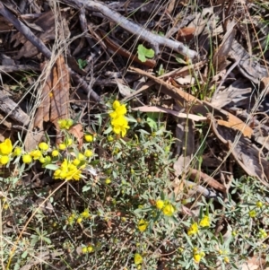 Hibbertia obtusifolia at O'Malley, ACT - 1 Oct 2023