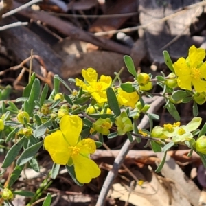 Hibbertia obtusifolia at O'Malley, ACT - 1 Oct 2023