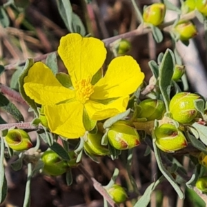 Hibbertia obtusifolia at O'Malley, ACT - 1 Oct 2023