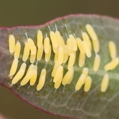 Paropsisterna cloelia (Eucalyptus variegated beetle) at Wodonga, VIC - 30 Sep 2023 by KylieWaldon