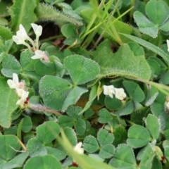 Trifolium subterraneum (Subterranean Clover) at Wodonga, VIC - 30 Sep 2023 by KylieWaldon