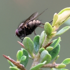 Unidentified Bristle Fly (Tachinidae) at Wodonga, VIC - 30 Sep 2023 by KylieWaldon
