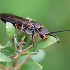 Unidentified Wasp (Hymenoptera, Apocrita) at Wodonga, VIC - 30 Sep 2023 by KylieWaldon