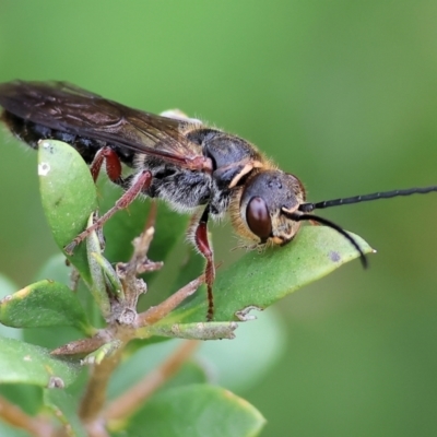 Unidentified Wasp (Hymenoptera, Apocrita) at Wodonga, VIC - 30 Sep 2023 by KylieWaldon