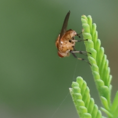 Unverified Long-legged Fly (Dolichopodidae) at Wodonga, VIC - 1 Oct 2023 by KylieWaldon