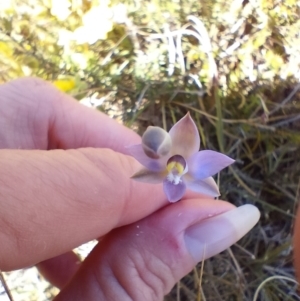 Thelymitra sp. (pauciflora complex) at Yass River, NSW - 1 Oct 2023