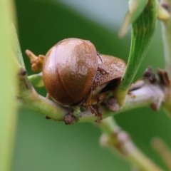Dicranosterna semipunctata (Leaf beetle) at Wodonga, VIC - 30 Sep 2023 by KylieWaldon