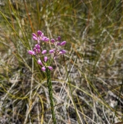 Comesperma ericinum (Heath Milkwort) at Tathra, NSW - 30 Sep 2023 by WalterEgo