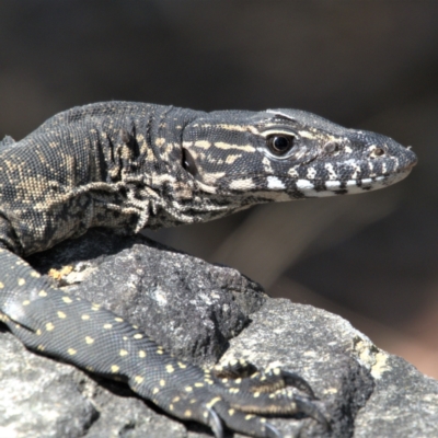 Varanus rosenbergi (Heath or Rosenberg's Monitor) at Georges River National Park - 20 Sep 2023 by HannahD