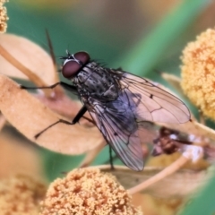 Helina sp. (genus) (Muscid fly) at Wodonga, VIC - 30 Sep 2023 by KylieWaldon