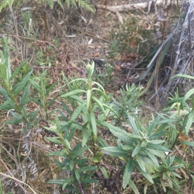 Senecio linearifolius (Fireweed Groundsel, Fireweed) at Mogareeka, NSW - 1 Oct 2023 by WalterEgo