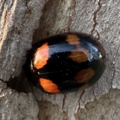 Paropsisterna octosignata (Eucalyptus leaf beetle) at Blue Gum Point to Attunga Bay - 30 Sep 2023 by Pirom