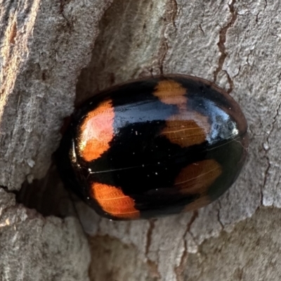 Paropsisterna octosignata (Eucalyptus leaf beetle) at Blue Gum Point to Attunga Bay - 30 Sep 2023 by Pirom