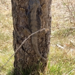 Pogona barbata (Eastern Bearded Dragon) at Hughes, ACT - 1 Oct 2023 by KL