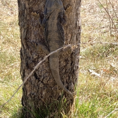 Pogona barbata (Eastern Bearded Dragon) at Hughes, ACT - 1 Oct 2023 by KL