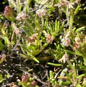 Myriophyllum pedunculatum subsp. pedunculatum at Bendoura, NSW - suppressed