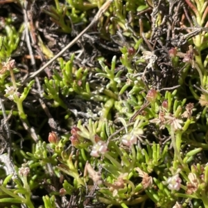 Myriophyllum pedunculatum subsp. pedunculatum at Bendoura, NSW - suppressed