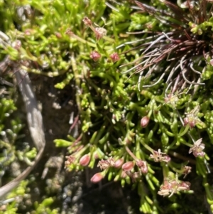 Myriophyllum pedunculatum subsp. pedunculatum at Bendoura, NSW - suppressed