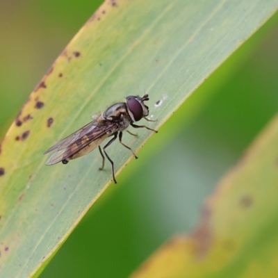 Syrphini sp. (tribe) (Unidentified syrphine hover fly) at Wodonga, VIC - 30 Sep 2023 by KylieWaldon