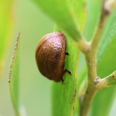 Dicranosterna semipunctata (Leaf beetle) at Wodonga, VIC - 30 Sep 2023 by KylieWaldon