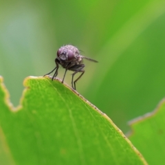 Unidentified Long-legged Fly (Dolichopodidae) at Wodonga, VIC - 30 Sep 2023 by KylieWaldon