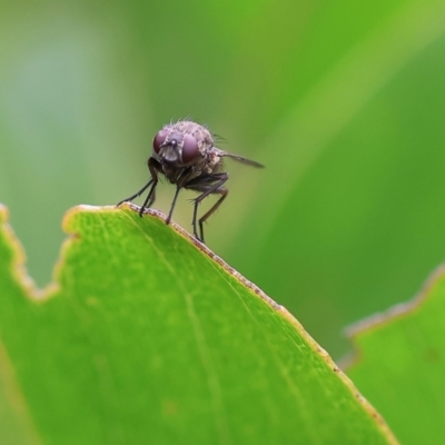 Unverified Long-legged Fly (Dolichopodidae) at Wodonga, VIC - 1 Oct 2023 by KylieWaldon
