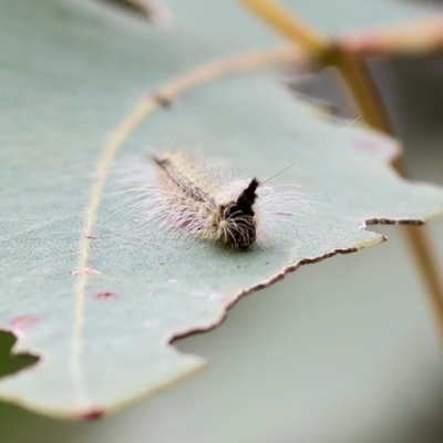 Uraba lugens (Gumleaf Skeletonizer) at Wodonga, VIC - 30 Sep 2023 by KylieWaldon