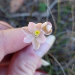 Thelymitra carnea (Tiny Sun Orchid) by 120Acres