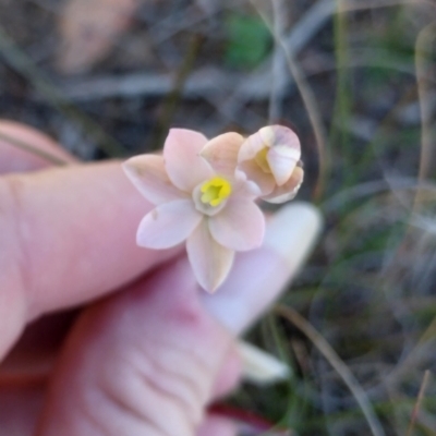 Thelymitra carnea (Tiny Sun Orchid) by 120Acres