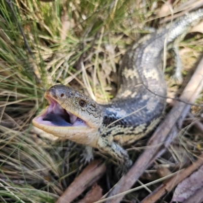 Tiliqua nigrolutea (Blotched Blue-tongue) at Captains Flat, NSW - 1 Oct 2023 by Csteele4